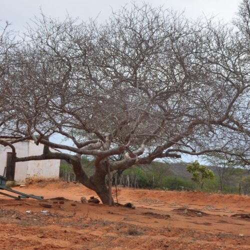 Ceará está com 88,7% do território em seca relativa, aponta Monitor das Secas