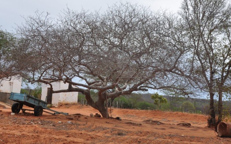 Ceará está com 88,7% do território em seca relativa, aponta Monitor das Secas