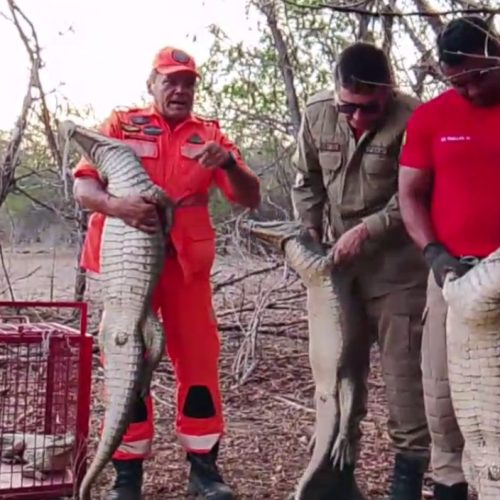 Bombeiros resgatam nove jacarés que estavam presos em poço em Crateús, no Ceará