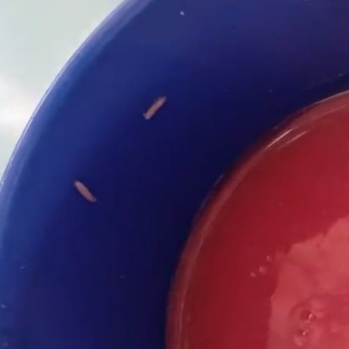 Estudantes encontram larvas e carne estragada na merenda de escola em Fortaleza