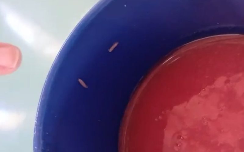 Estudantes encontram larvas e carne estragada na merenda de escola em Fortaleza