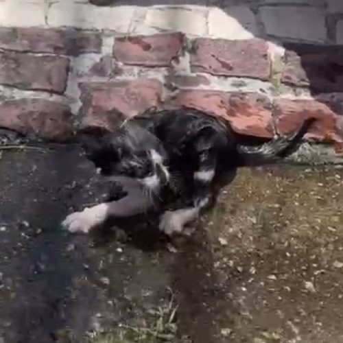 Filhote de gato é resgatado e adotado após ficar preso em tubulação de casa em Fortaleza