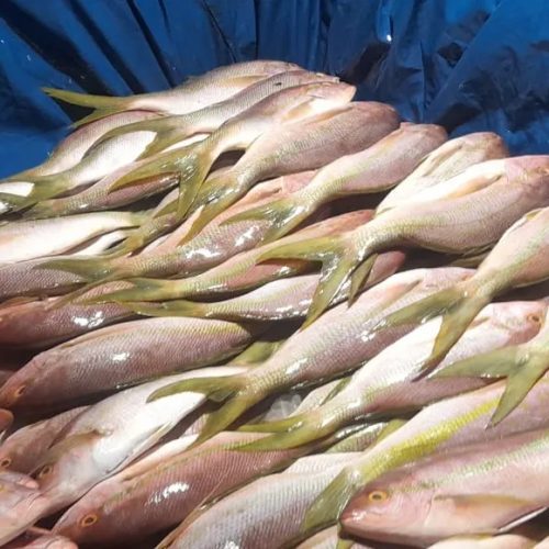 Pesca ilegal: Ibama apreende uma tonelada de pargo e guaiuba no porto de Camocim/CE