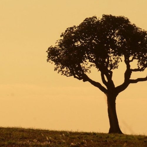 Inmet divulga alerta de perigo potencial por baixa umidade em cidades do Ceará; confira a lista