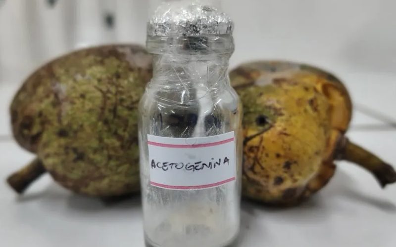 Aedes aegypti: Uece recebe patente por desenvolver larvicida natural contra o mosquito da dengue