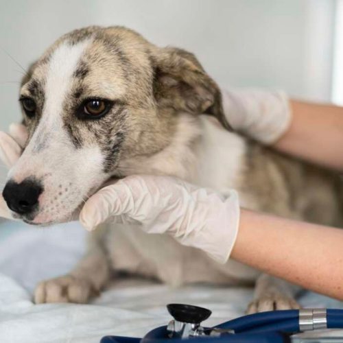 Fortaleza realiza ação de vacinação antirrábica para cães e gatos neste fim de semana