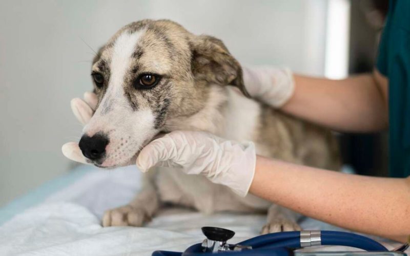 Fortaleza realiza ação de vacinação antirrábica para cães e gatos neste fim de semana
