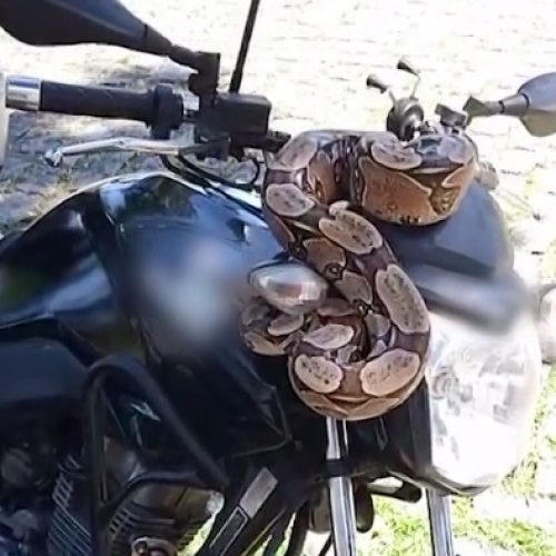Motociclista é surpreendido por jiboia descansando em guidão de moto em Fortaleza