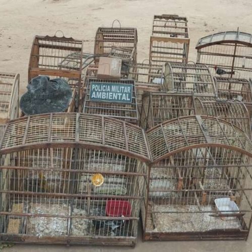 Polícia resgata 19 pássaros silvestres mantidos em cativeiro em Jardim, no interior do Ceará