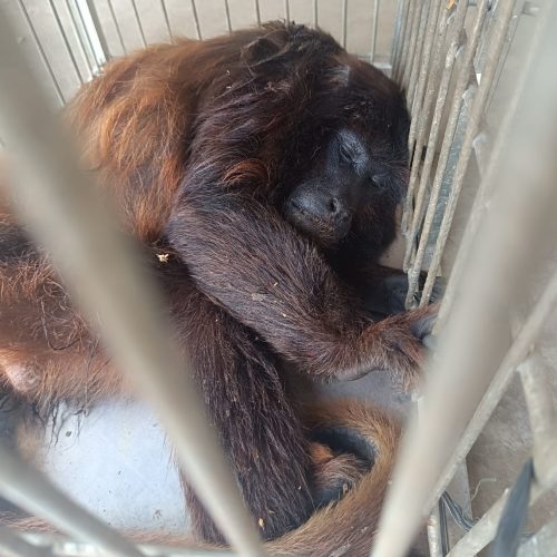 Espécie ameaçada: macaco guariba-da-caatinga é resgatado em Massapê/CE após ser atacado por cães