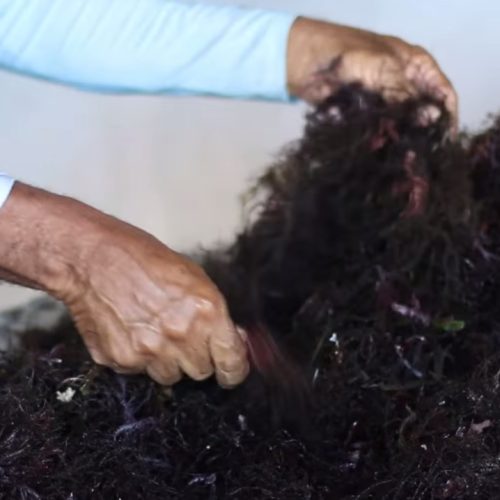 UFC extrai biomoléculas de algas em Flecheiras, no Ceará, para tratamentos de saúde e usos industriais