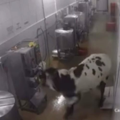 Vaca desorientada invade fábrica, assusta funcionários e quebra máquinas em Maracanaú/CE