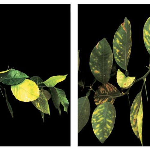 Pesquisa que colocou o Brasil no mapa da ciência mundial completa 25 anos