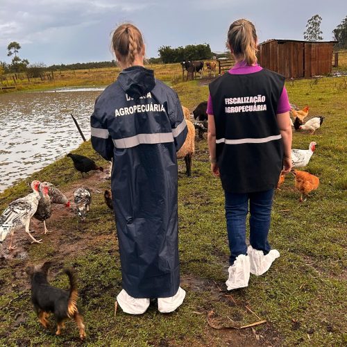 Rio Grande do Sul monitora pessoas que tiveram contato com aves infectadas pela gripe aviária