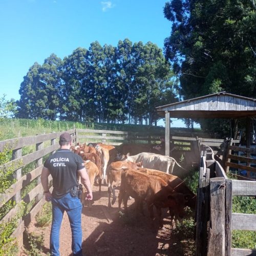 Operação recupera bovinos roubados no Rio Grande do Sul