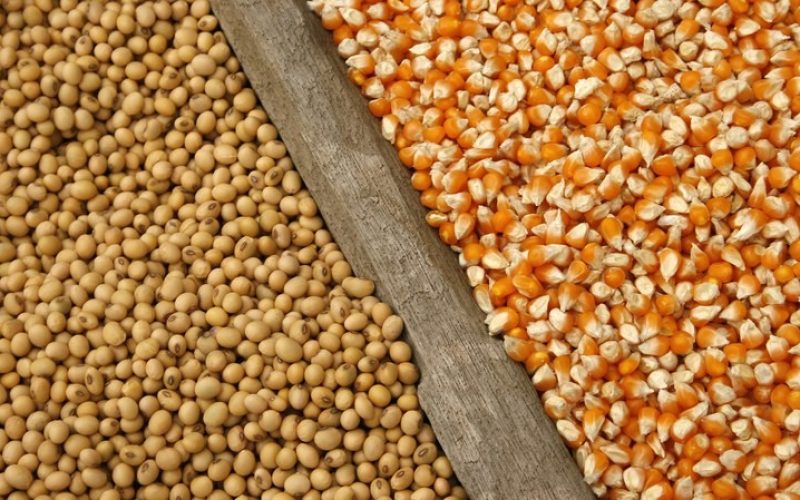 Soja, milho e trigo operam em alta na bolsa de Chicago