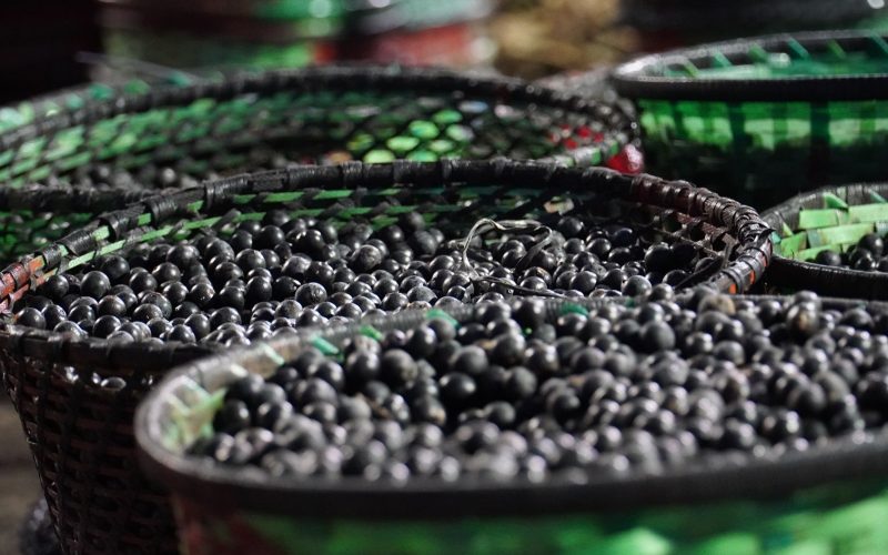 Governo deve incluir mel, açaí e água de coco em compra pública simplificada após tarifaço