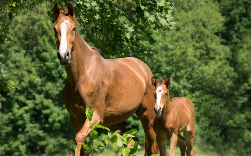 Quer cruzar o seu cavalo? Veja o que você precisa saber antes de realizar o procedimento