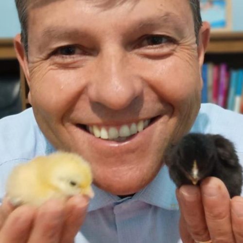 Viralizou! Nascimento de pintinhos gêmeos surpreende engenheiro: ‘Nunca vi isso na vida’