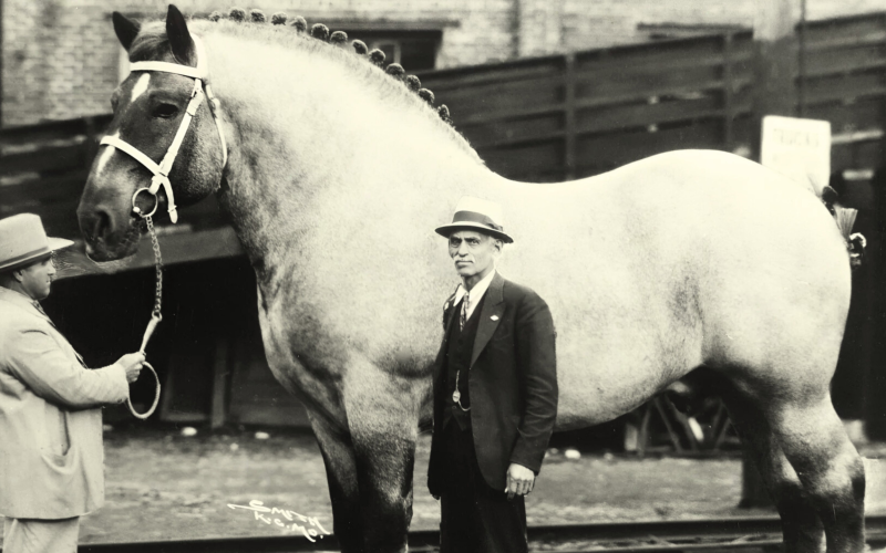Conheça a história de Sampson, o maior cavalo do mundo