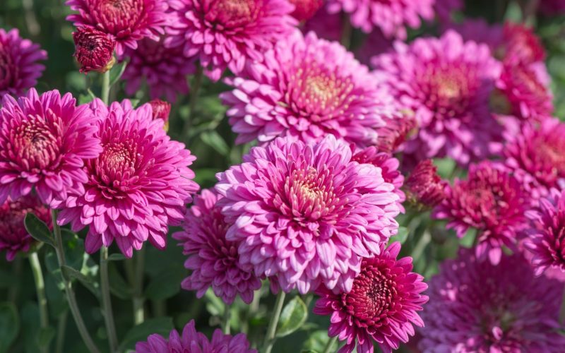 Conheça frutas e flores que são sagradas para algumas religiões