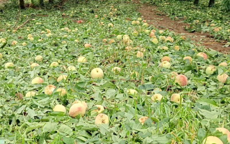 Agricultores relatam prejuízos milionários após granizo em SC: ‘Não tem fruta nem para comer’