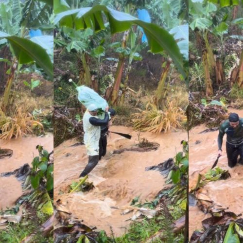 Produtor mostra colheita de banana durante enxurrada em SC e viraliza; assista