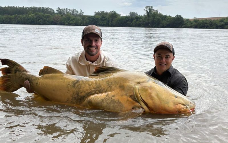 Empresário paranaense captura jaú de 165 centímetros, o maior do Brasil