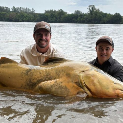 Empresário paranaense captura jaú de 165 centímetros, o maior do Brasil