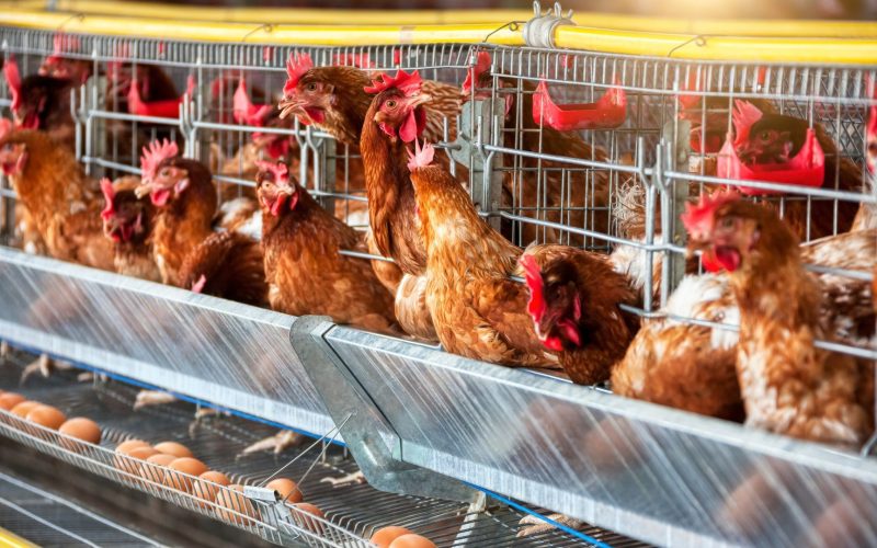 Gripe aviária: Argentina suspende exportações avícolas devido a caso da doença