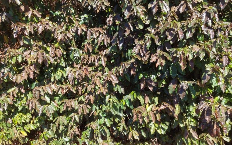 Geadas no Cerrado Mineiro geram perdas de 412 mil sacas de café