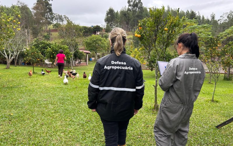 Gripe aviária: todas as propriedades rurais em torno do foco já foram vistoriadas