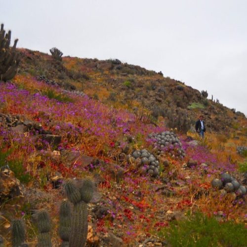 Flores no deserto? Vídeo mostra fenômeno raro que atinge o Atacama