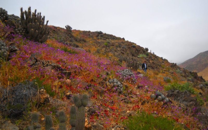 Flores no deserto? Vídeo mostra fenômeno raro que atinge o Atacama
