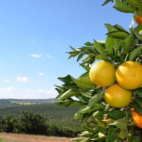 Chuvas favorecem safra da laranja, mas ventos e granizo preocupam produtores