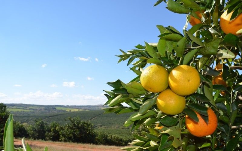Chuvas favorecem safra da laranja, mas ventos e granizo preocupam produtores