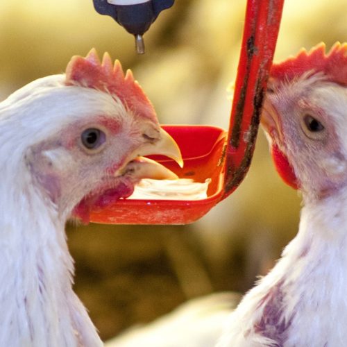 Preços da carne de frango e dos ovos se enfraquecem nesta semana