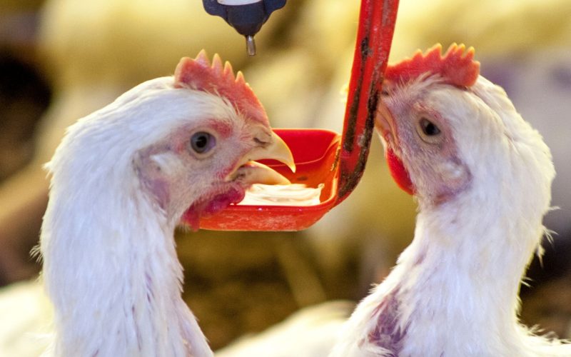 Preços da carne de frango e dos ovos se enfraquecem nesta semana