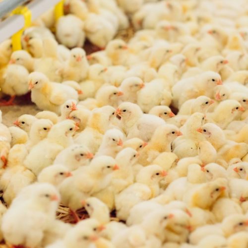 Peru habilita 36 unidades para exportação de material genético animal