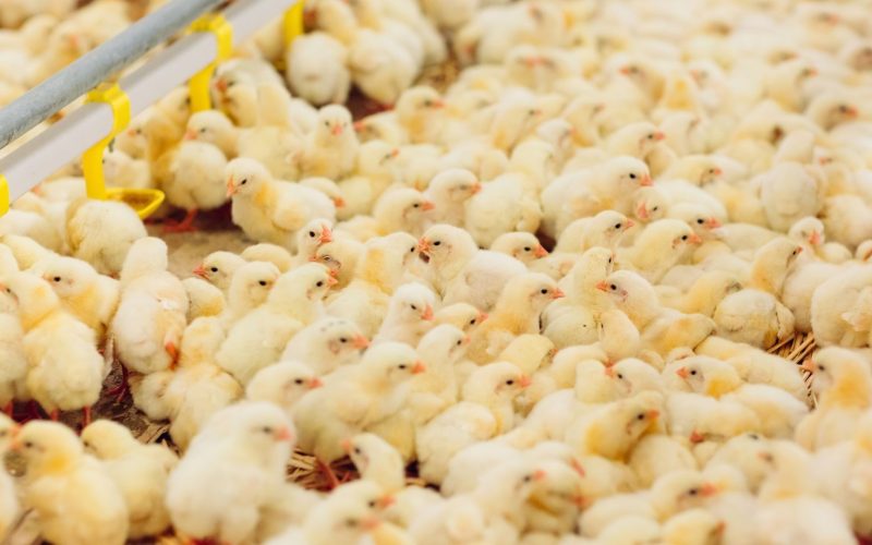 Peru habilita 36 unidades para exportação de material genético animal