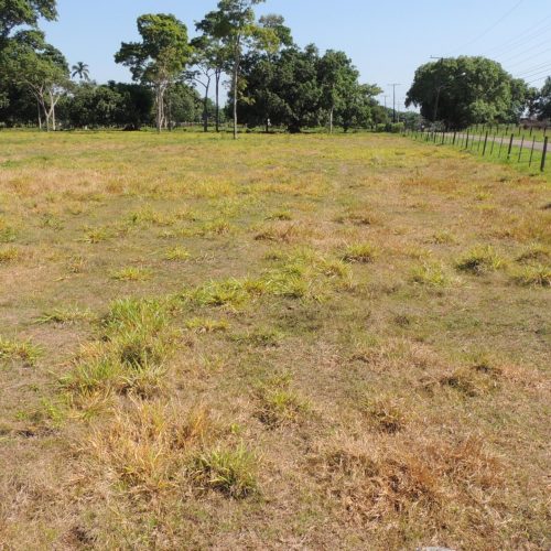 Soluções biológicas podem ajudar a recuperar áreas degradadas