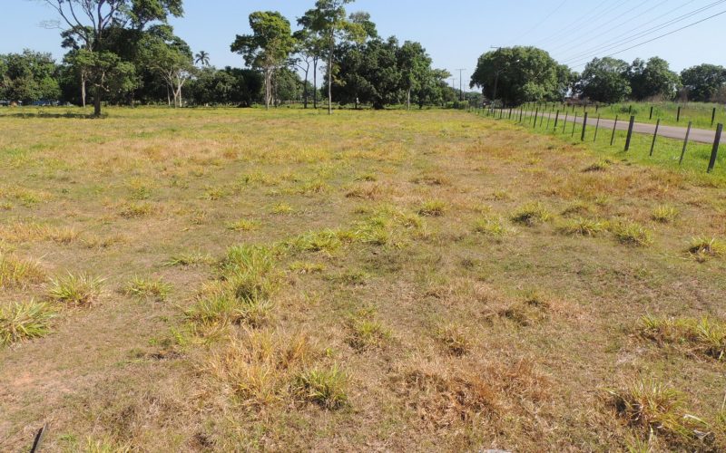 Soluções biológicas podem ajudar a recuperar áreas degradadas