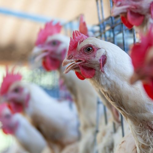 México retoma compra de carne de aves do Rio Grande do Sul
