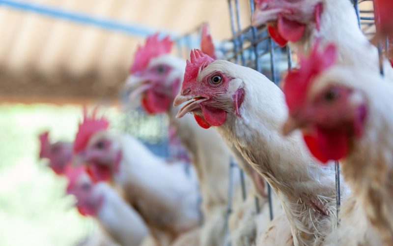 Livre de gripe aviária, Brasil prorroga status de emergência para a doença