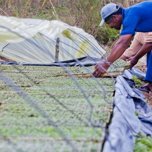 Crédito para agricultura familiar está melhor distribuído, diz ministério