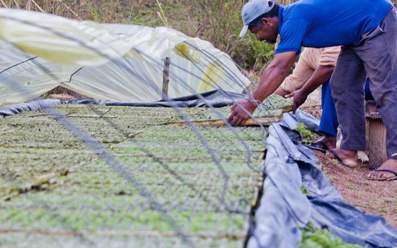 Crédito para agricultura familiar está melhor distribuído, diz ministério