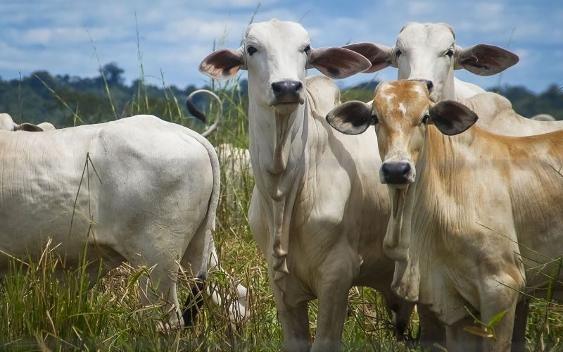 Frigoríficos com operação concentrada no Brasil são mais pressionados por salvaguarda chinesa