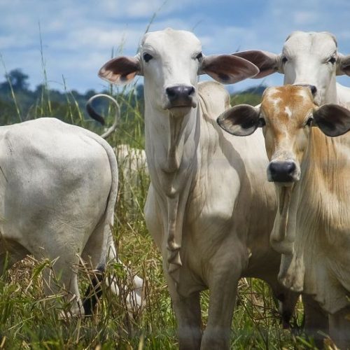 Frigoríficos com operação concentrada no Brasil são mais pressionados por salvaguarda chinesa