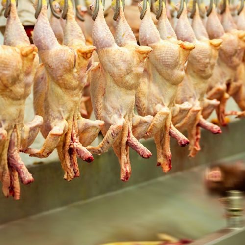 Governo apreende 18 mil quilos de frango por suspeita de gripe aviária no RS