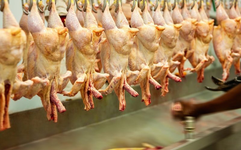 Governo apreende 18 mil quilos de frango por suspeita de gripe aviária no RS